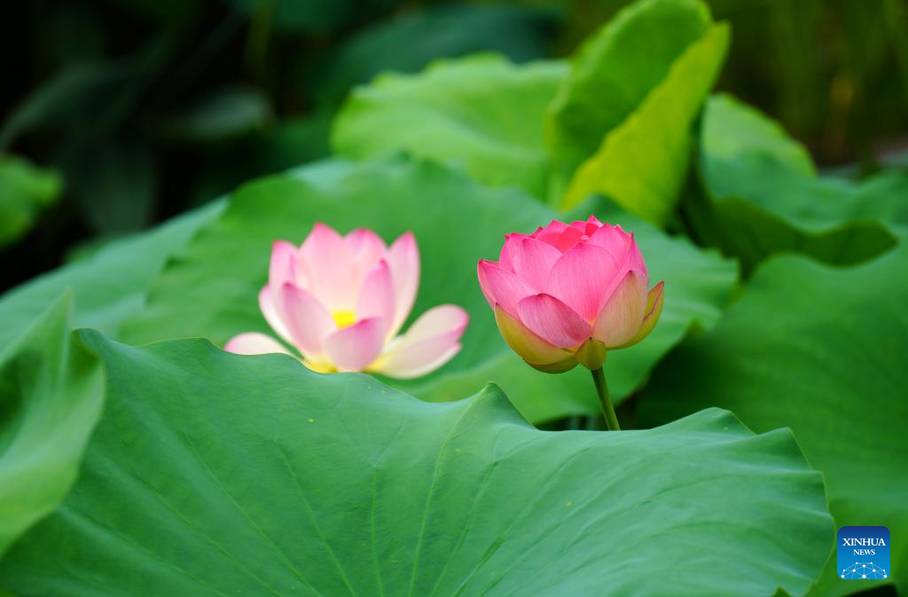 Scenery of blooming lotus flowers in China