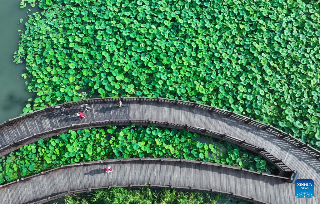 Scenery of blooming lotus flowers in China