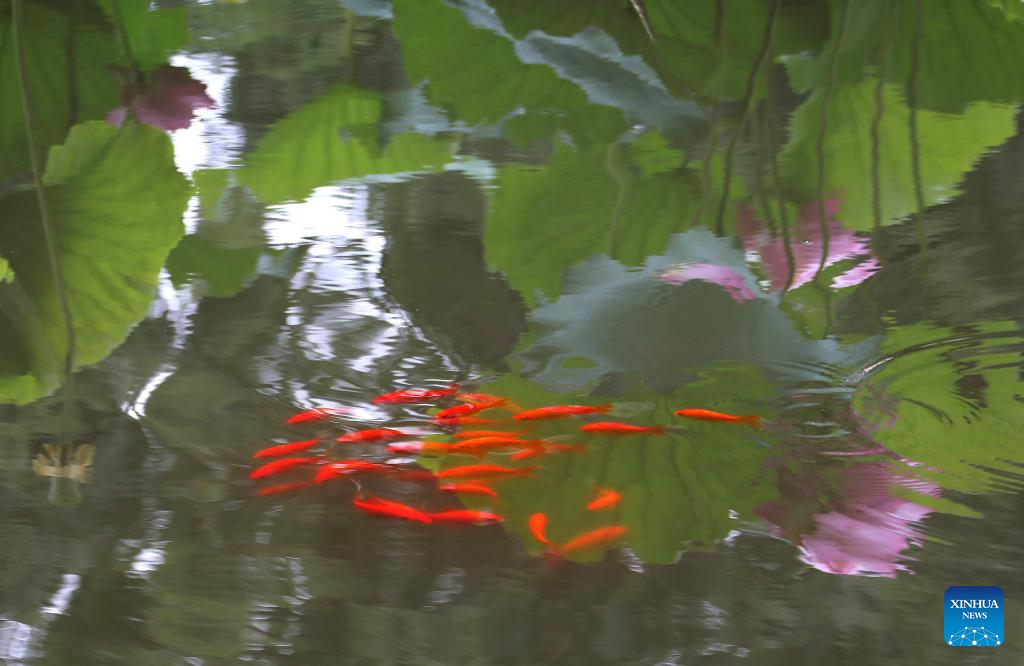 Scenery of blooming lotus flowers in China