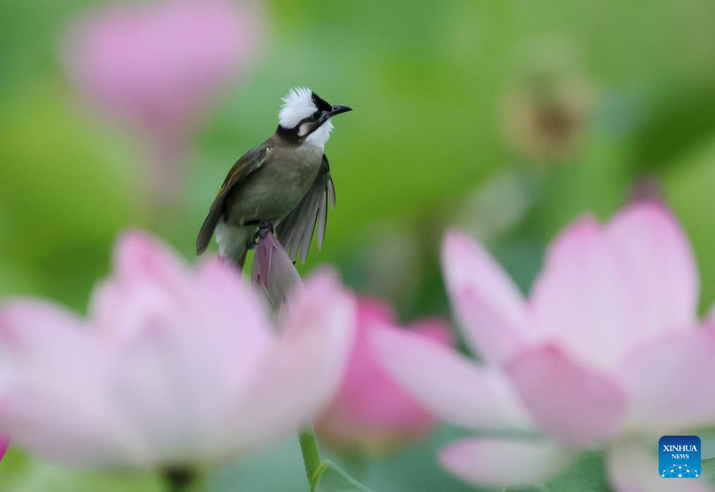 Scenery of blooming lotus flowers in China