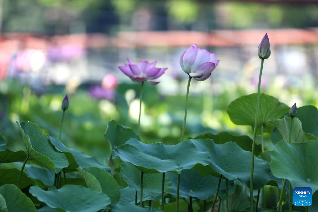 Scenery of blooming lotus flowers in China