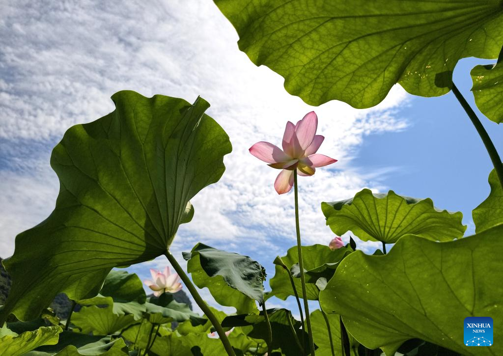 Scenery of blooming lotus flowers in China
