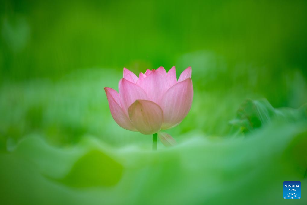 Scenery of blooming lotus flowers in China