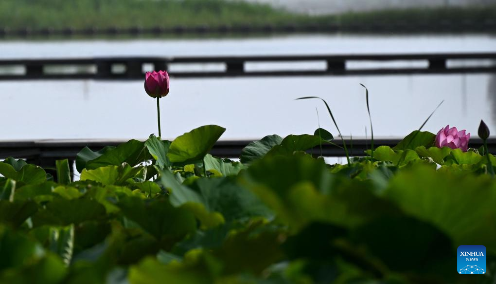 Scenery of blooming lotus flowers in China