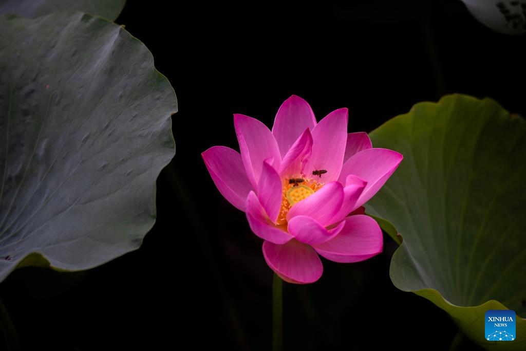 Scenery of blooming lotus flowers in China
