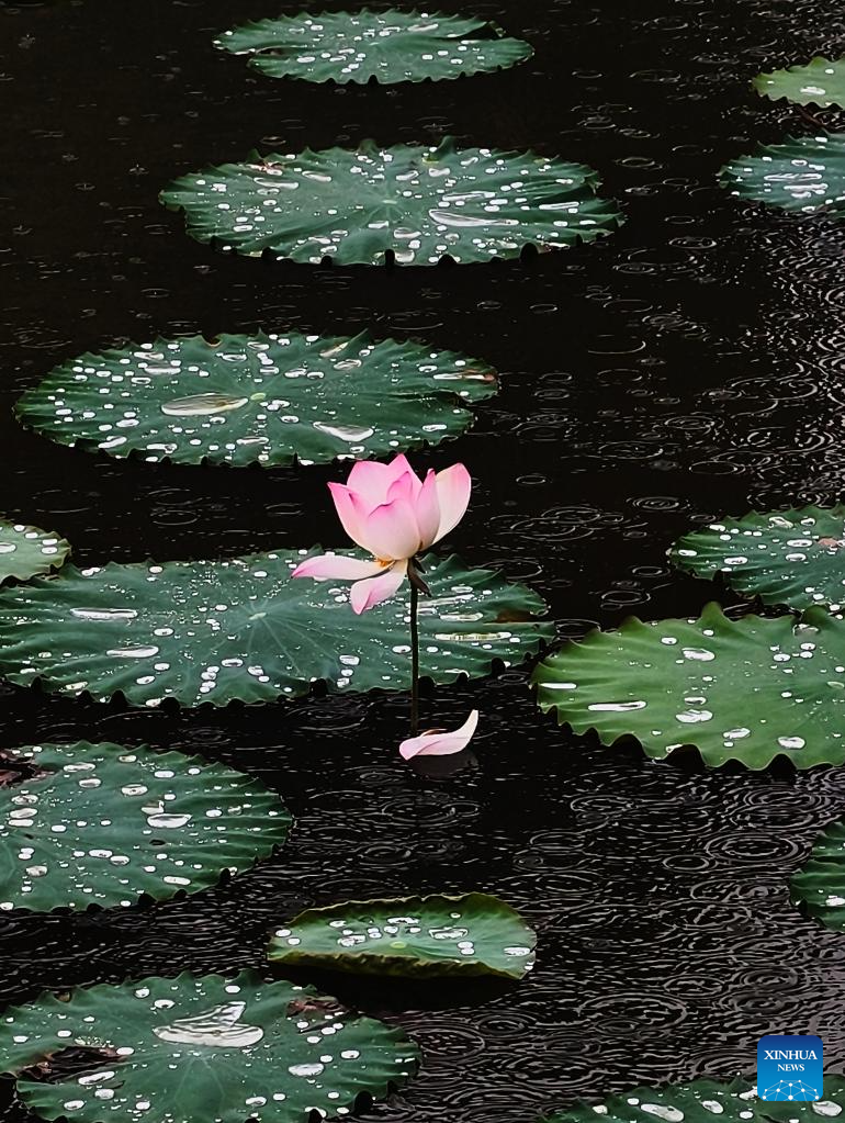 Scenery of blooming lotus flowers in China