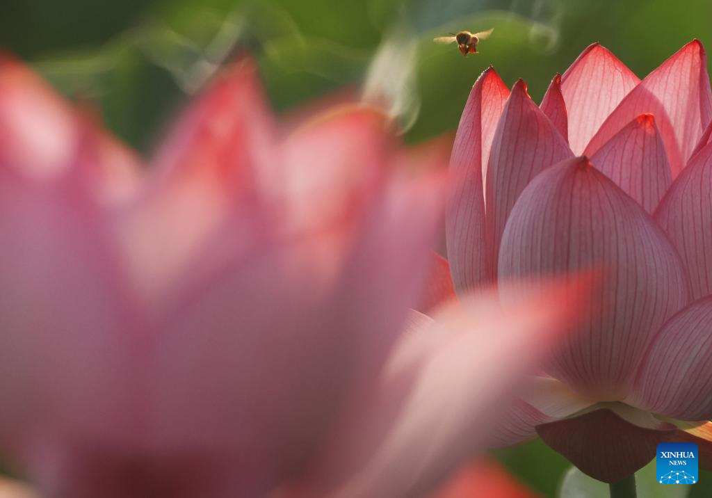 Scenery of blooming lotus flowers in China