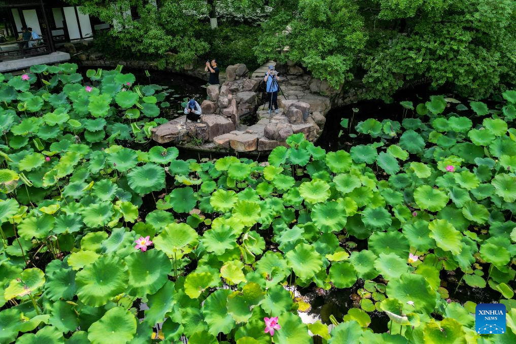 Scenery of blooming lotus flowers in China