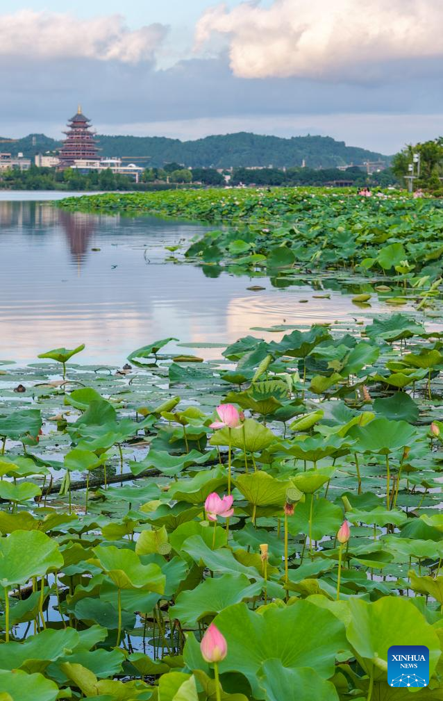Scenery of blooming lotus flowers in China