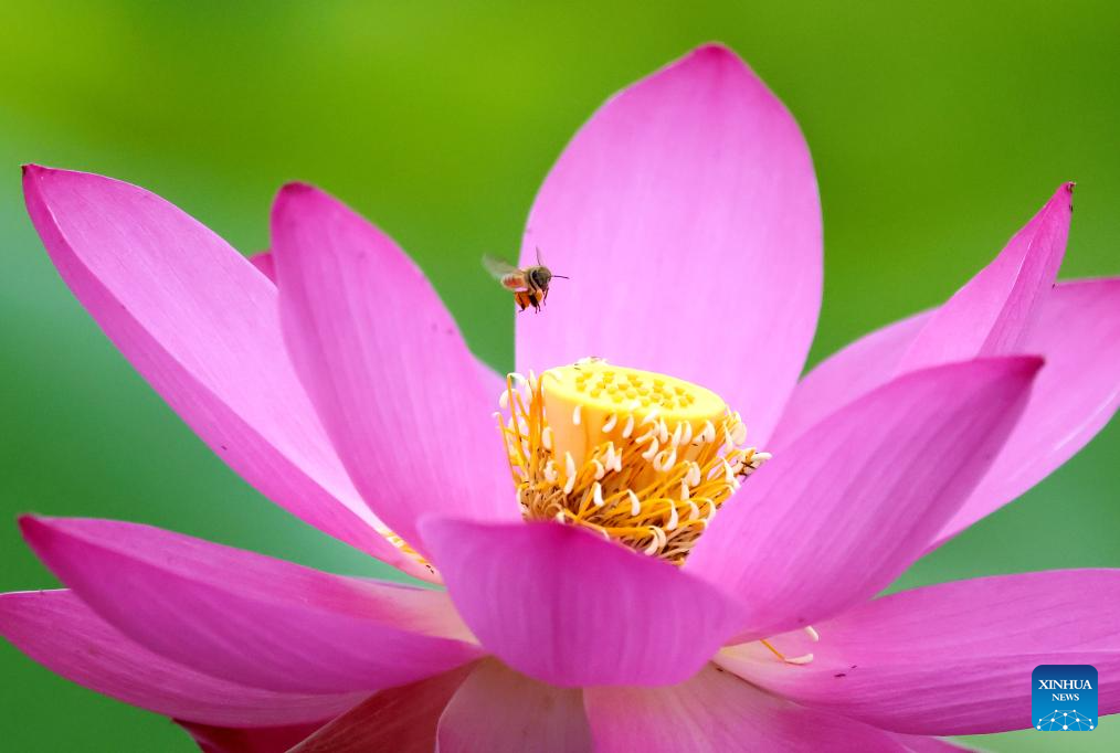 Scenery of blooming lotus flowers in China