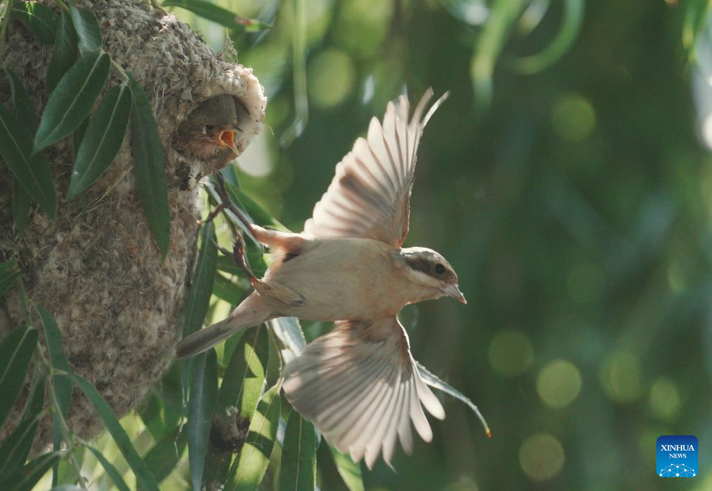 Chinese penduline tits seen in wetland of N China's Hebei