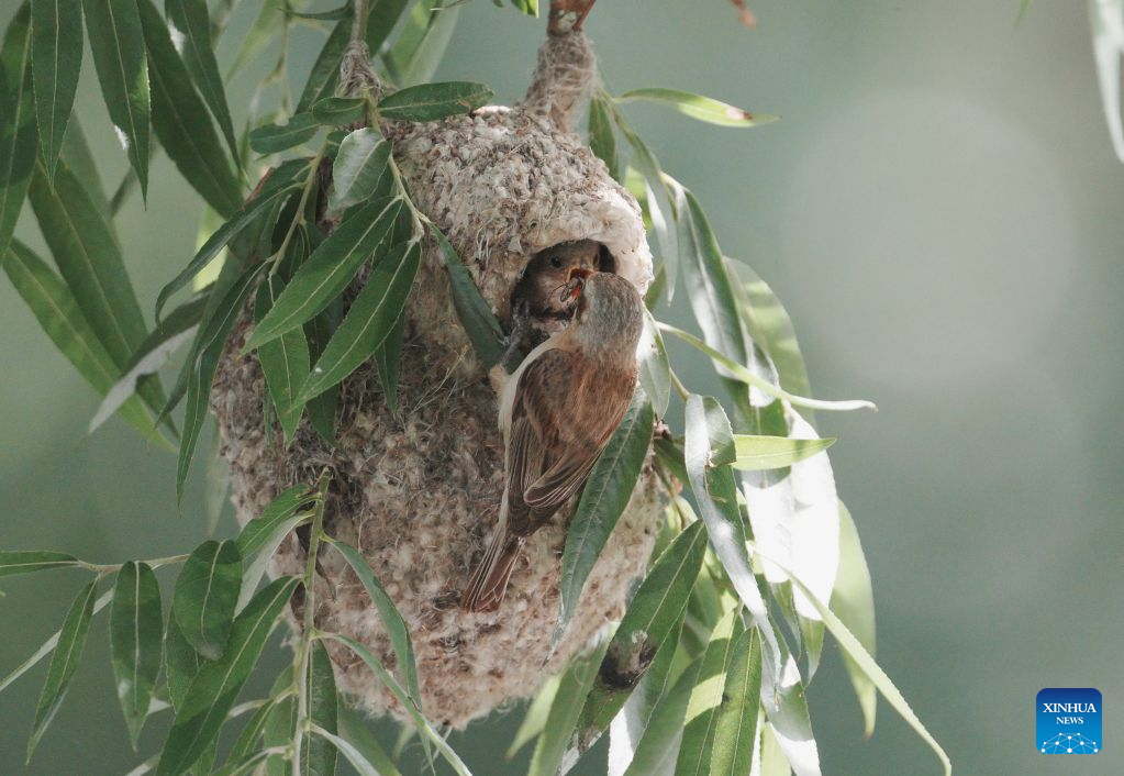 Chinese penduline tits seen in wetland of N China's Hebei