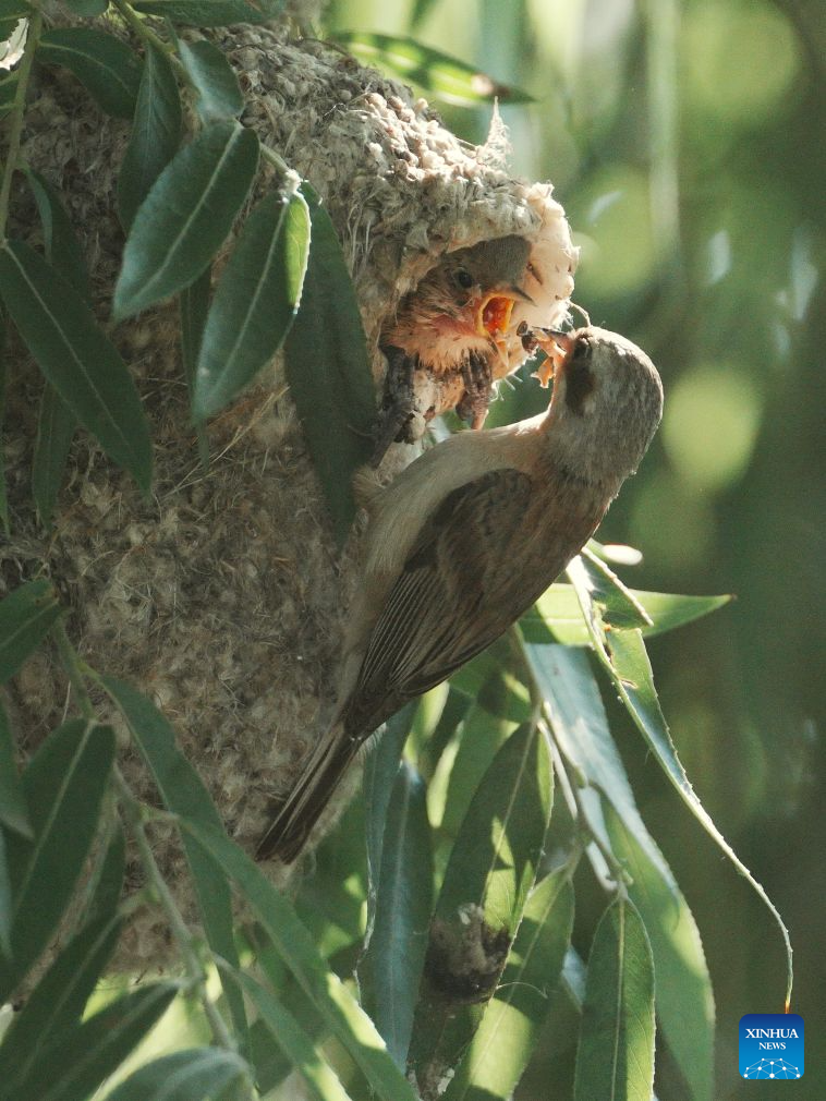 Chinese penduline tits seen in wetland of N China's Hebei