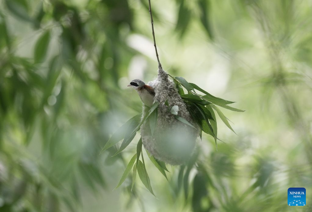 Chinese penduline tits seen in wetland of N China's Hebei