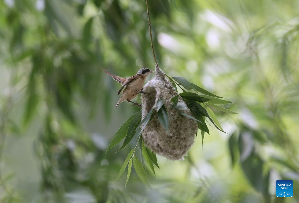 Chinese penduline tits seen in wetland of N China's Hebei
