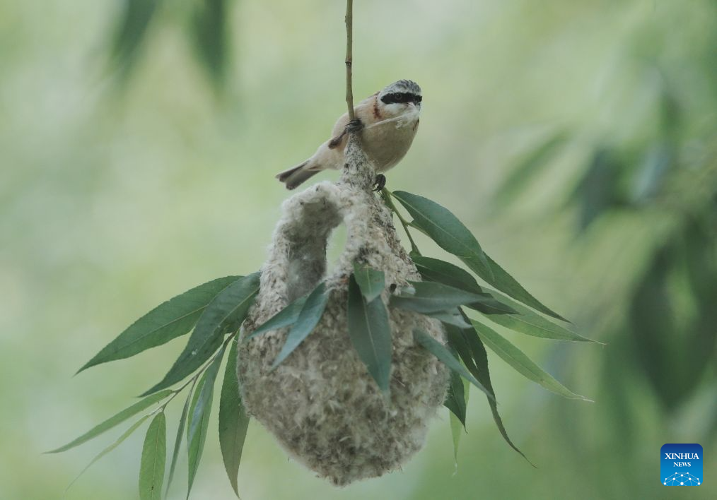 Chinese penduline tits seen in wetland of N China's Hebei