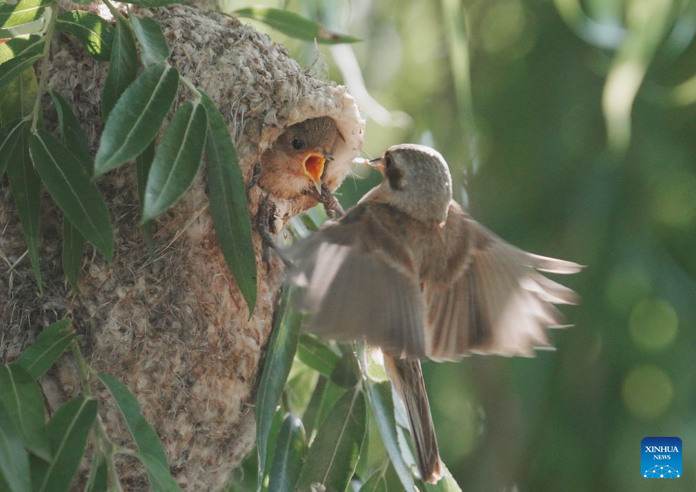 Chinese penduline tits seen in wetland of N China's Hebei