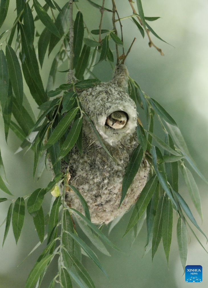 Chinese penduline tits seen in wetland of N China's Hebei