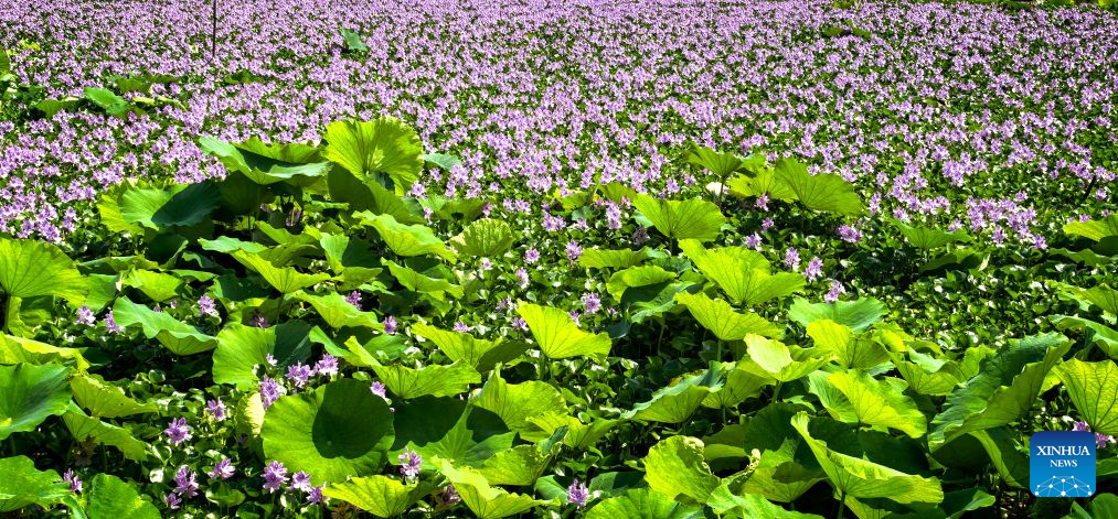 Scenery of East Lake in Wuhan, China's Hubei