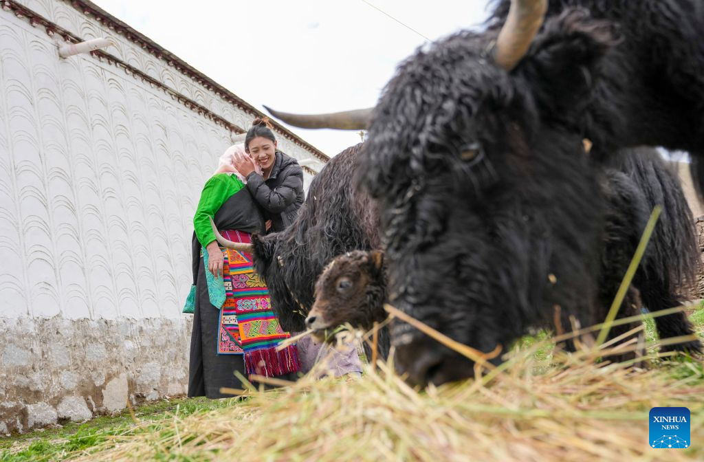 Old photo bears witness to changes brought by Qinghai-Xizang Railway over 20 years