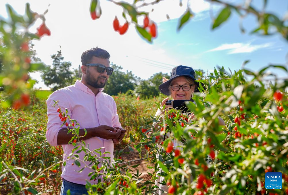 Chinese, foreign participants visit Tongxin County in China's Ningxia