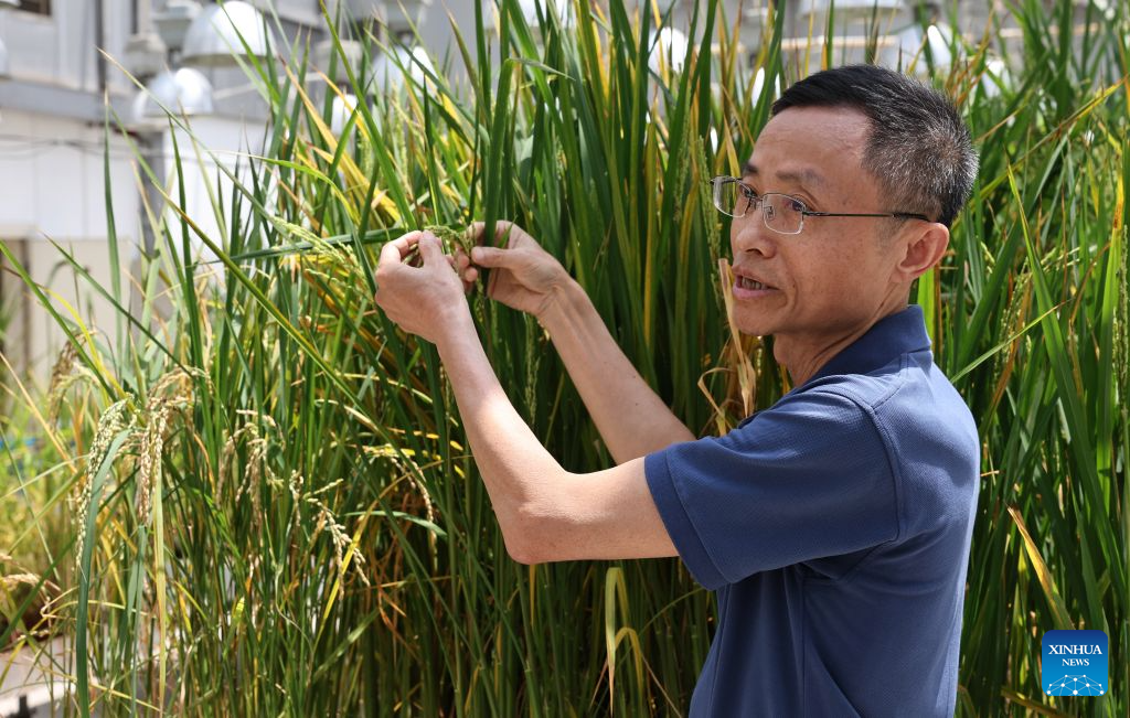 Chinese Academy of Sciences Shanghai Branch committed to fostering basic research