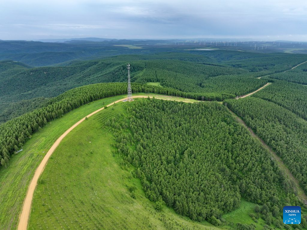 Summer scenery of Saihanba mechanized forest farm