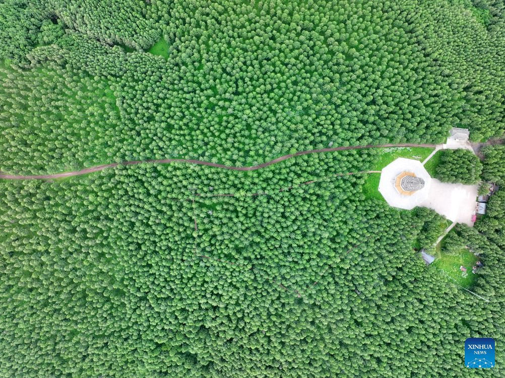 Summer scenery of Saihanba mechanized forest farm