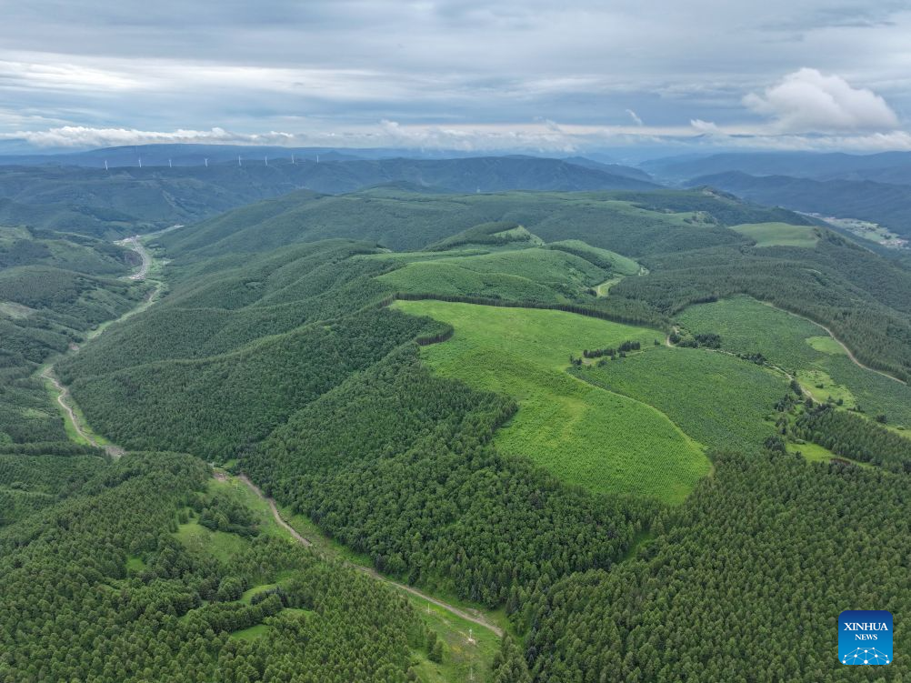 Summer scenery of Saihanba mechanized forest farm