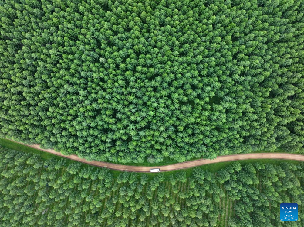 Summer scenery of Saihanba mechanized forest farm