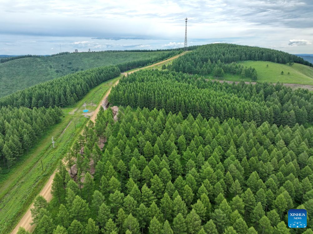 Summer scenery of Saihanba mechanized forest farm