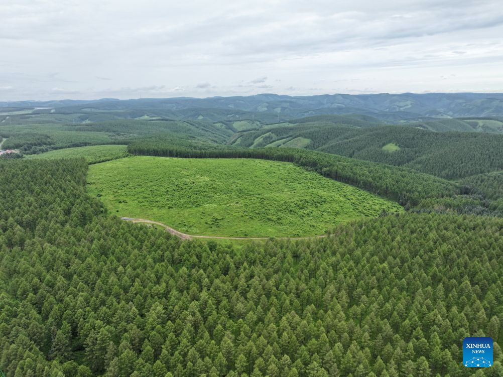 Summer scenery of Saihanba mechanized forest farm