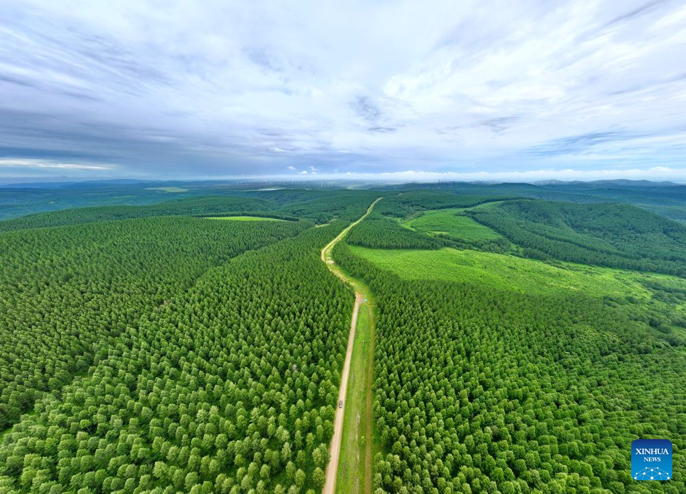 Summer scenery of Saihanba mechanized forest farm