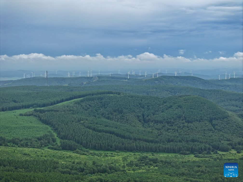 Summer scenery of Saihanba mechanized forest farm