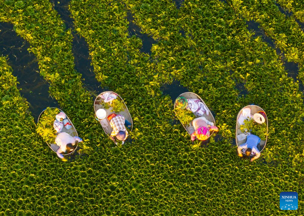 Villagers harvest water chestnuts in E China's Jiangsu