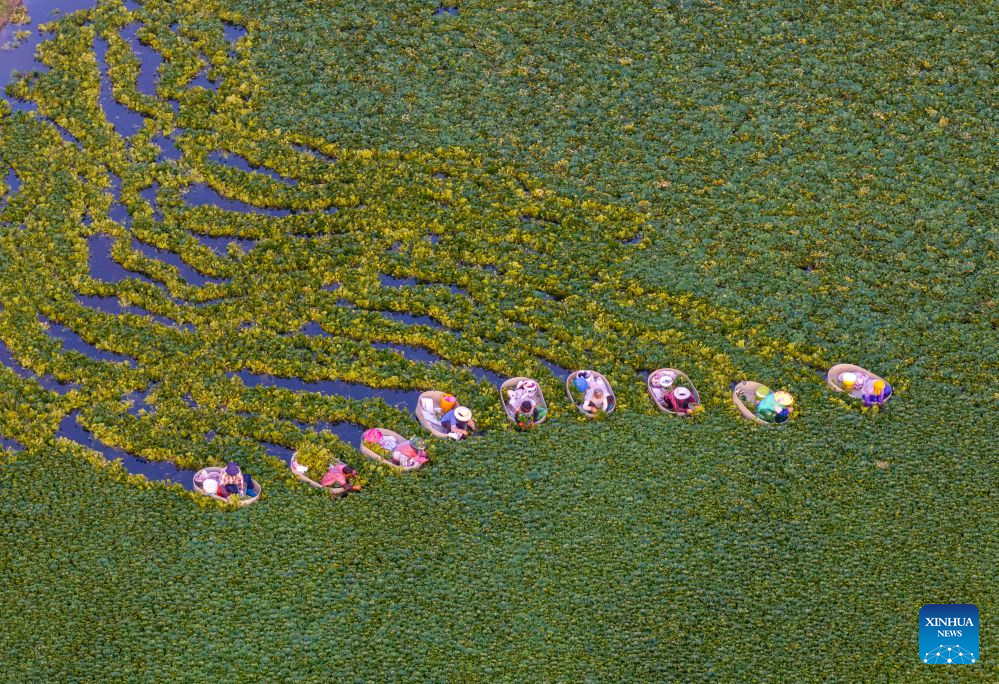 Villagers harvest water chestnuts in E China's Jiangsu