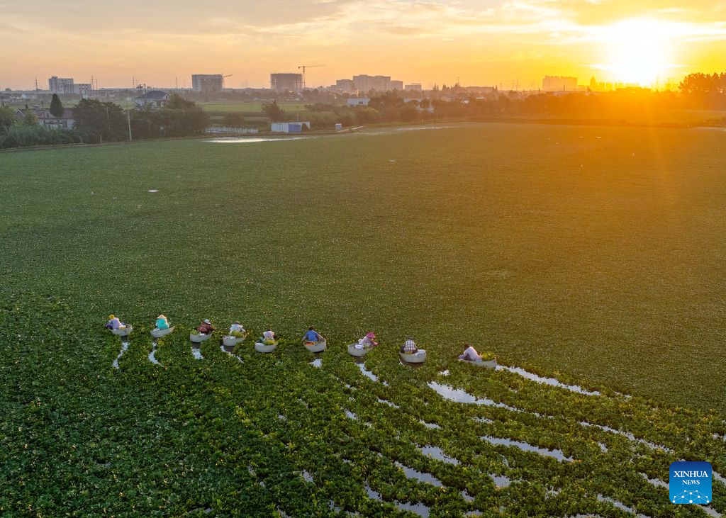 Villagers harvest water chestnuts in E China's Jiangsu
