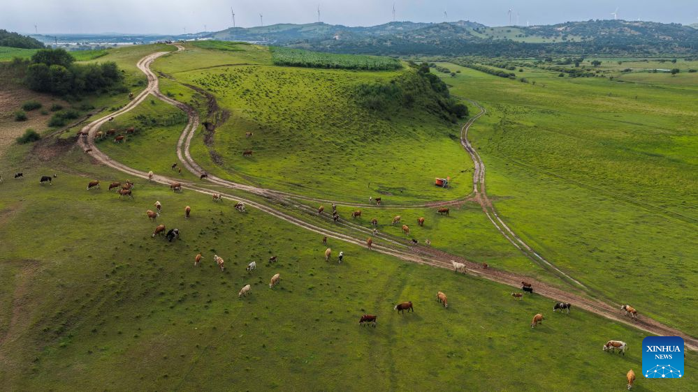 Scenery of Bashang grassland in N China's Hebei