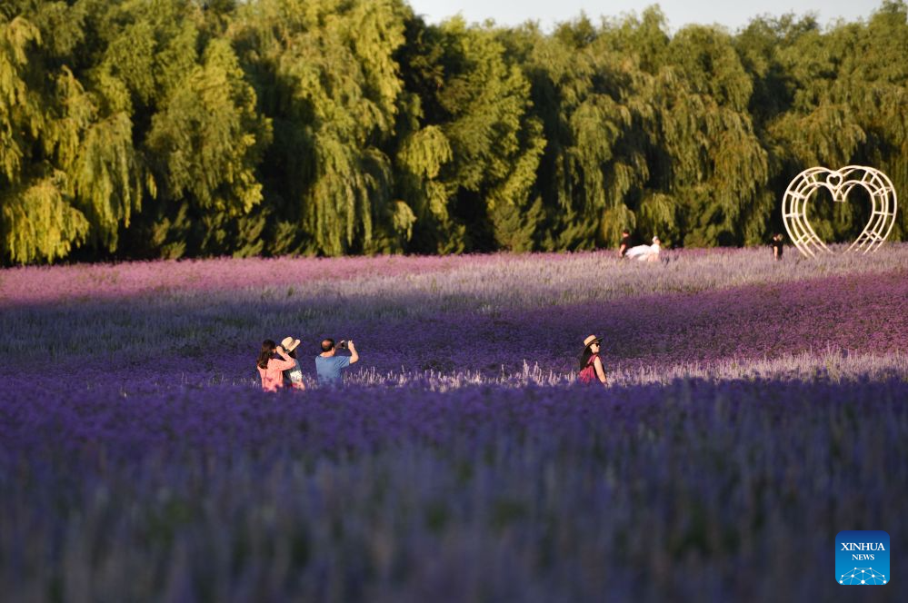 People spend leisure time at lavender field in Tongliao, China's Inner Mongolia