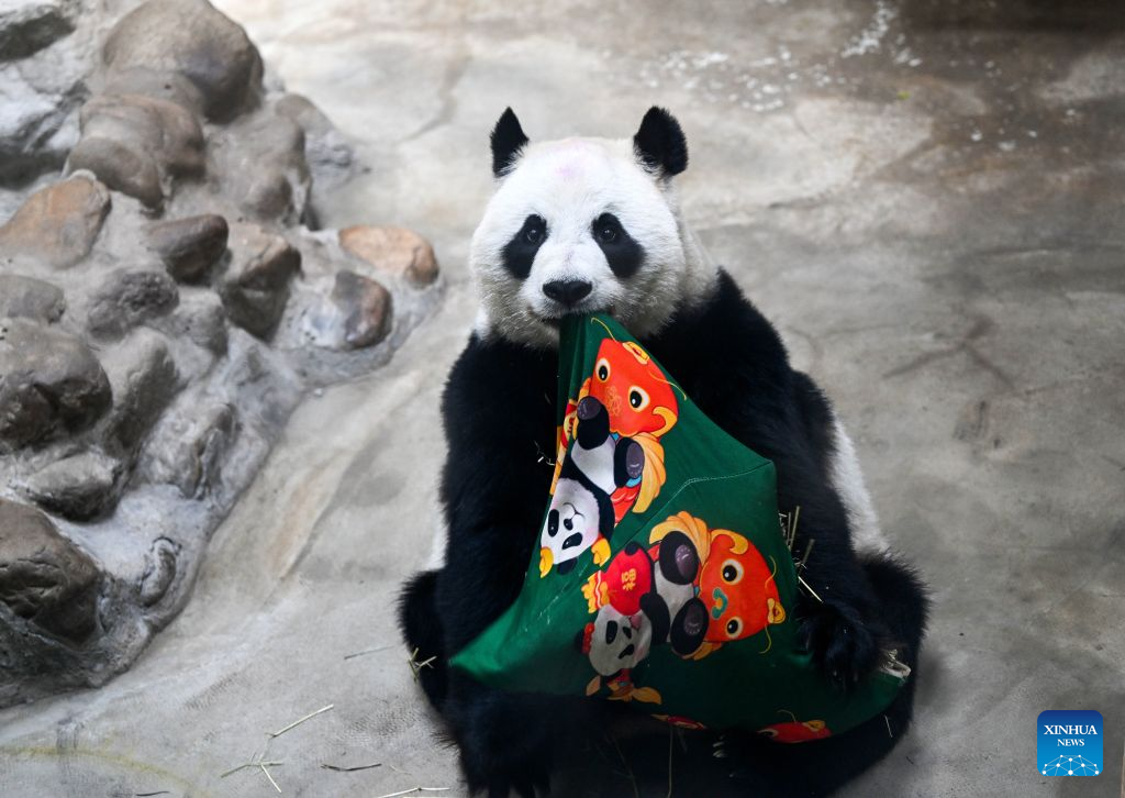 Giant panda Xing Mei celebrates 15th birthday in Tianjin