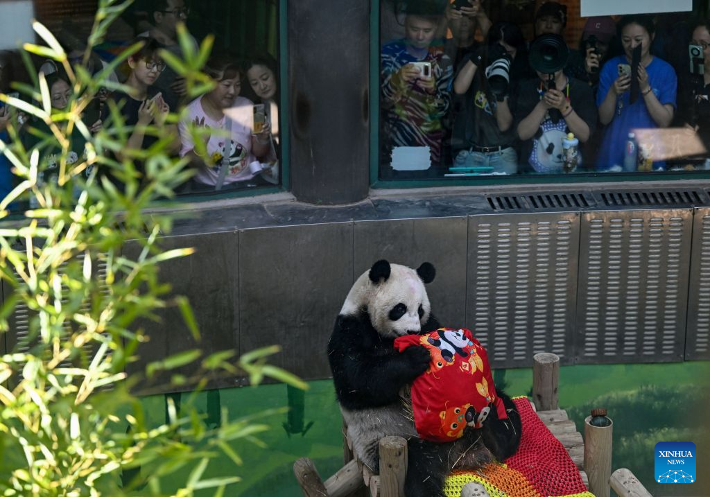 Giant panda Xing Mei celebrates 15th birthday in Tianjin