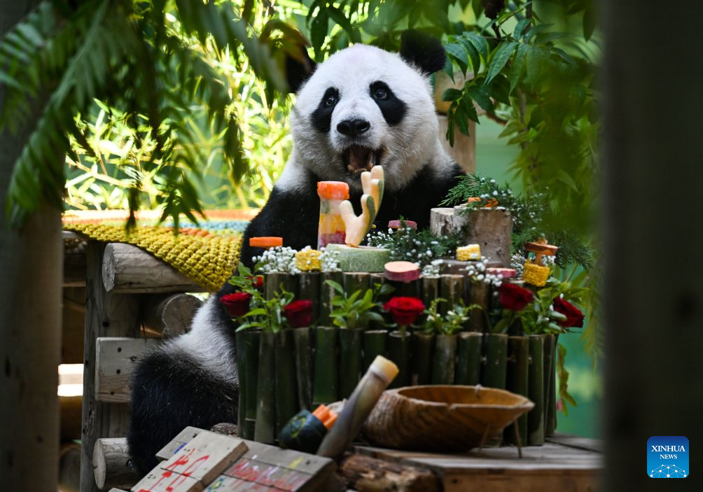 Giant panda Xing Mei celebrates 15th birthday in Tianjin
