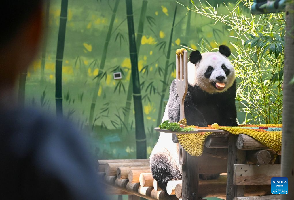 Giant panda Xing Mei celebrates 15th birthday in Tianjin