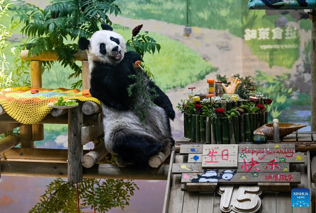 Giant panda Xing Mei celebrates 15th birthday in Tianjin