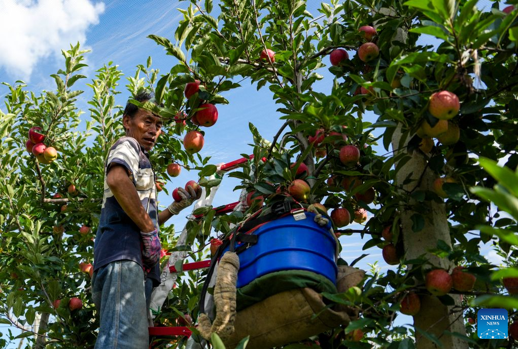 Early-season apples hit market in Zhaotong, China's Yunnan