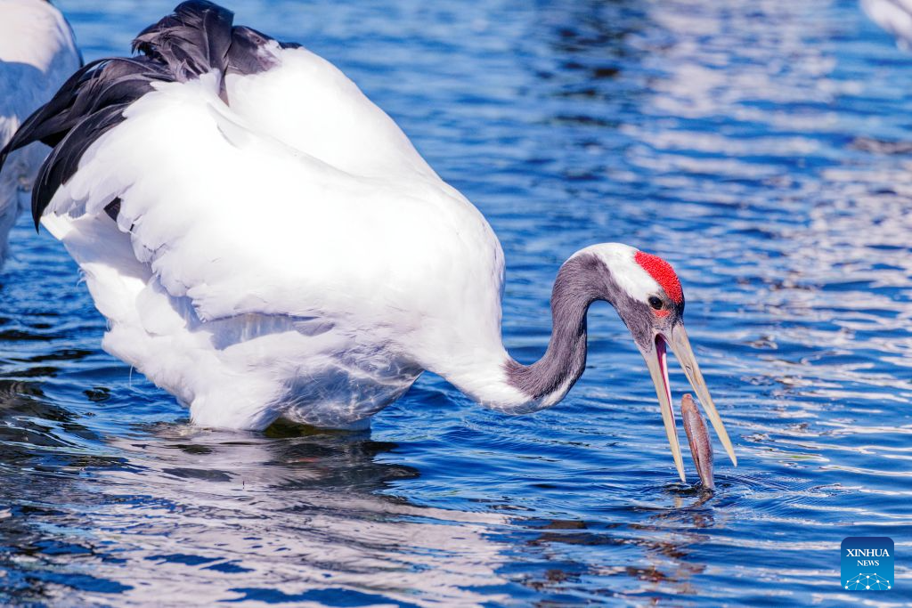 In pics: red-crowned cranes at Zhalong National Nature Reserve in NE China