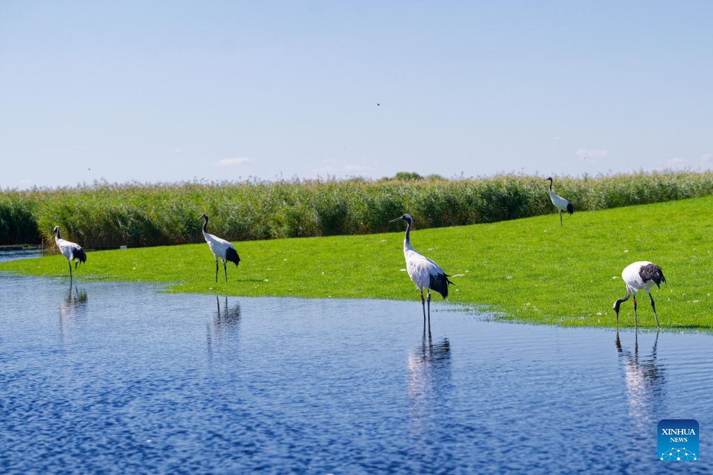 In pics: red-crowned cranes at Zhalong National Nature Reserve in NE China
