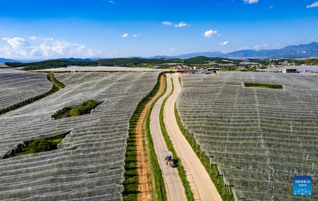 Early-season apples hit market in Zhaotong, China's Yunnan