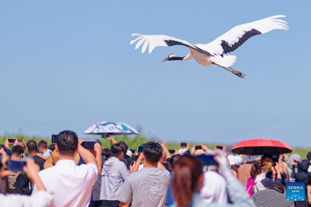 In pics: red-crowned cranes at Zhalong National Nature Reserve in NE China