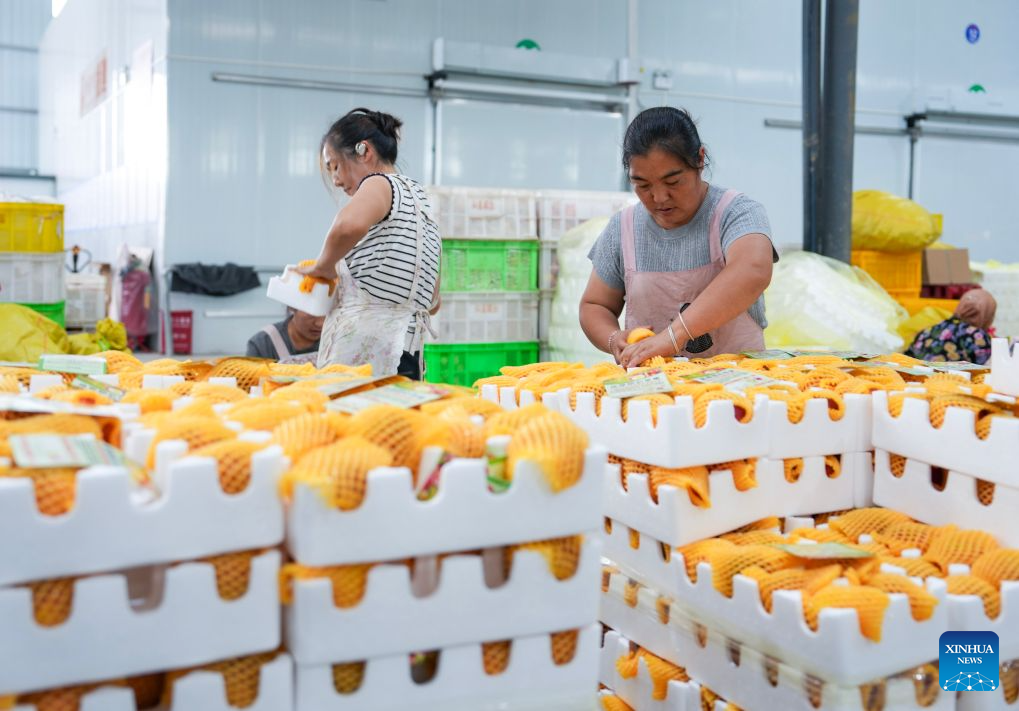 Early-season apples hit market in Zhaotong, China's Yunnan